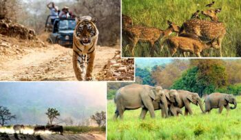 Read more about the article The Great Indian Safari: 7 Packing Tips For Your Adventure