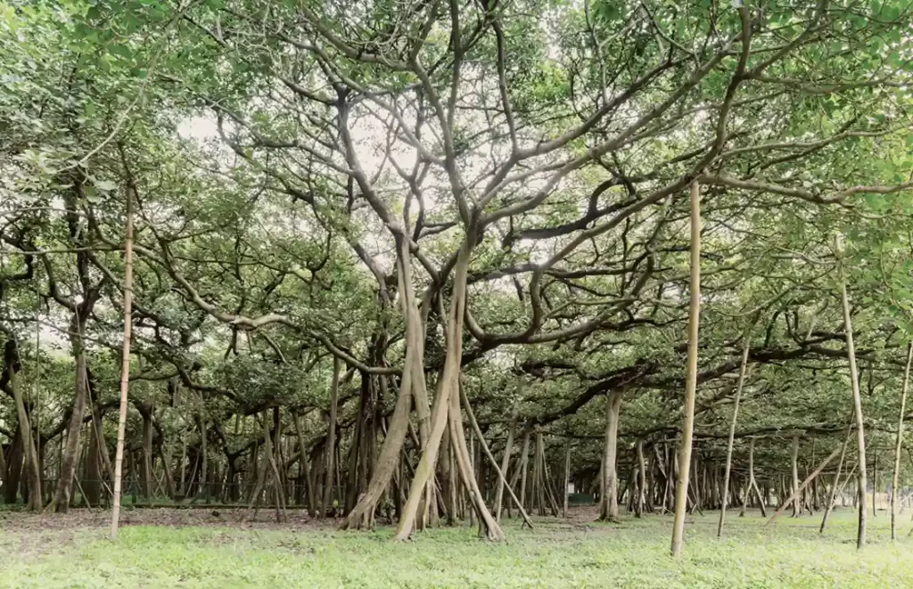 Big Banyan Tree